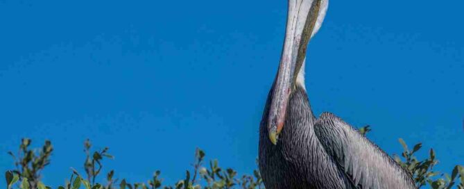Photo of pelican in New Smyrna Beach, FL